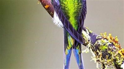 الطيور الطنانة.. جواهر لامعة بألوان قوس قزح 