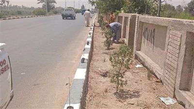 زراعة أشجار مثمرة وزينة بالطريق الزراعي القاهرة أسوان بديرمواس جنوب المنيا