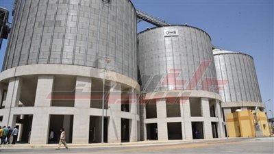 توريد ٤٥ ألف طن قمح لصوامع مطروح