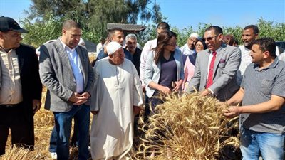  استمرار حصاد القمح وانتظام توريده بمركز دمنهور 