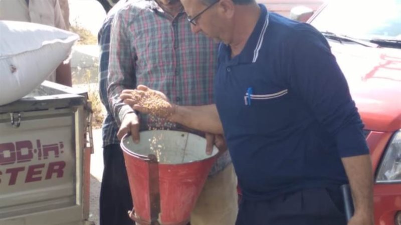 توريد القمح