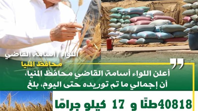 توريد القمح بالمنيا