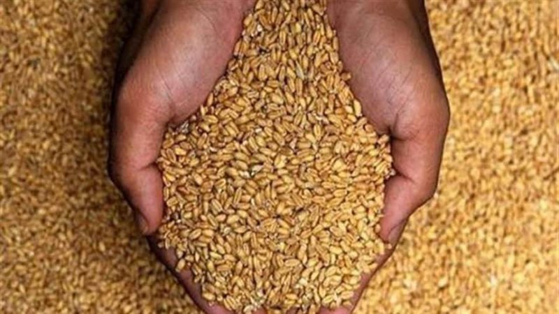 محصول القمح