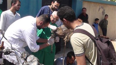 قافلة بيطرية خدمية تدريبية لقرية أبيس الثامنة تنظمها كلية الطب البيطري