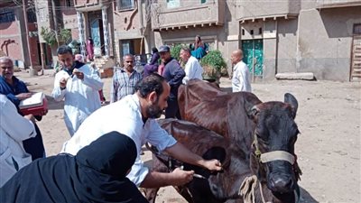 تحصين 12 ألفًا و283 رأسا ضد الحمى القلاعية والتسمم في الفشن