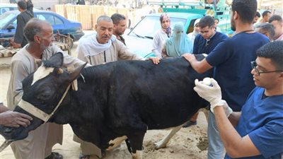 قافلة جامعة سوهاج البيطرية تزور قرية الصلعا وتناظر ٦٠٠ حالة مجانًا