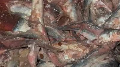 علامات فساد أسماك السردين المملحة.. تعرف عليها