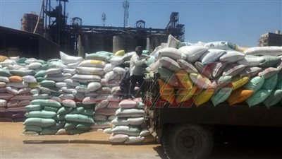 توريد 87923 طنا و716 كيلو قمح محلي بشون وصوامع كفر الشيخ