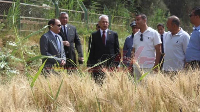 حصاد سلالات القمح