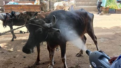 تقديم الخدمات البيطرية المجانية لـ 746 رأس ماشية بقرية سفاى بالمنيا