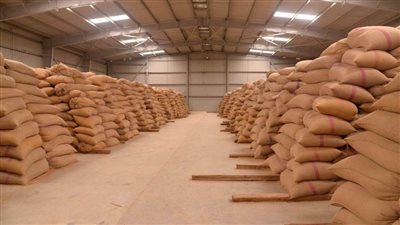 حصاد 101 ألف فدان قمح وتوريد 35 ألف طن لشون وصوامع أسيوط