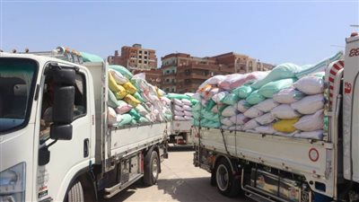 حصاد 21 ألف فدان وتوريد 39039 طن قمح لشون وصوامع القليوبية 