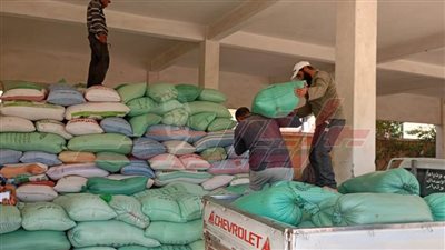 استلام 88 ألف طن قمح لمواقع التوريد بكفر الشيخ