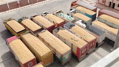 توريد 64 ألف طن قمح  إلى شون وصوامع محافظة الغربية