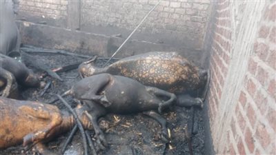 نفوق 6 رؤوس ماشية واحتراق فدان قمح بأسيوط 