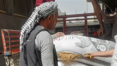 توريد 50 ألف طن قمح لمواقع التخزين في القليوبية