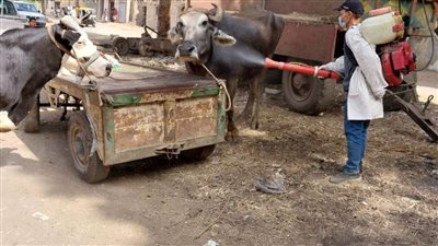 قافلة بيطرية توقع الكشف على 3976 طائرًا وحيوانًا في قرية 