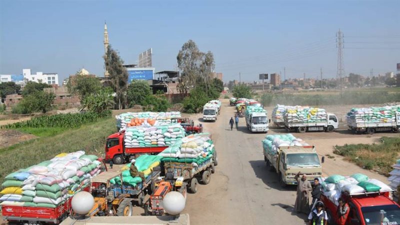 توريد القمح