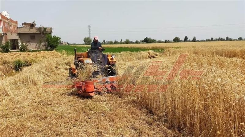 حصاد وتوريد الأقماح