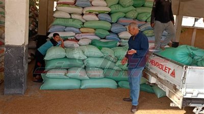 شون وصوامع تستقبل 124374 طنًا و840 كيلو قمح بكفر الشيخ