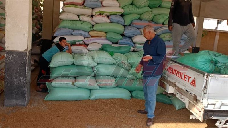 توريد القمح