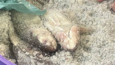 ضبط نصف طن أسماك مملحة فاسدة قبل تداولها في الأسواق