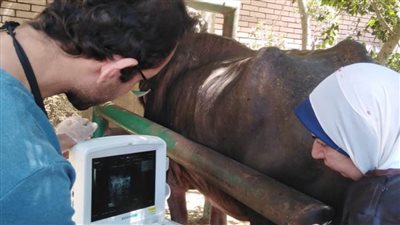  بالصور.. «بيطري الغربية» ينفذ قافلة بيطرية في قرية «دمرو»  بالمحلة الكبرى