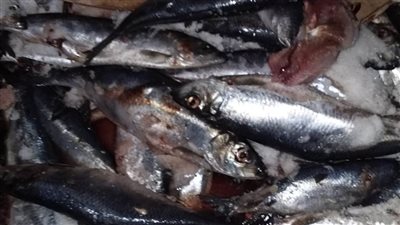 ضبط لحوم وأسماك مدخنة غير صالحة للاستهلاك في الغربية