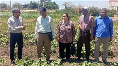 فريق إرشادي للتوعية بزراعة المحاصيل الطبية والعطرية في بني سويف