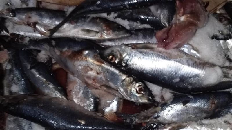 حملات الطب البيطرى