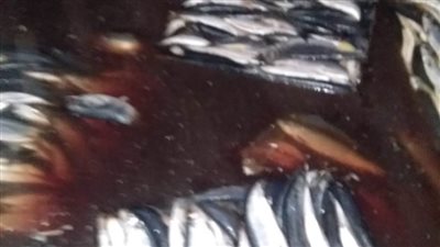 حملة بيطرية ترصد مخالفات في الأسواق بالغربية