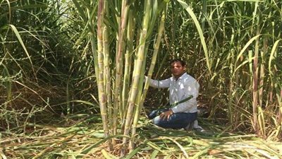 التموين: انتهاء موسم قصب السكر لموسم 2024 واستلام 6.5 مليون طن