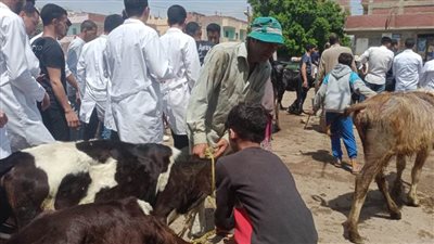 علاج 14 ألف رأس ماشية وتحصين 62307 رؤوس ضد مرضى الحمى القلاعية والوادي المتصدع 