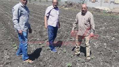 زراعية كفر الشيخ تطلق ندوة إرشادية لمزارعي القطن والأرز