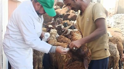 بالصور.. قافلة بيطرية في قرية 