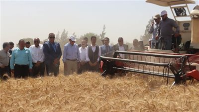 محافظ القليوبية ورئيس جامعة بنها يشهدان حصاد القمح بكلية الزراعة