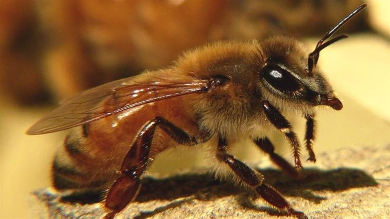 النحل الإفريقي