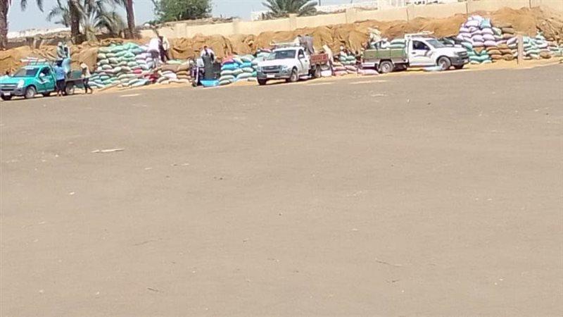 توريد القمح ببنى