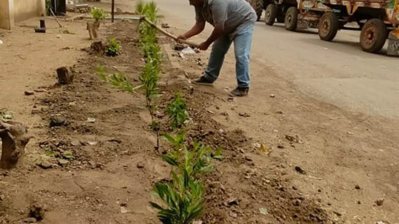 جانب من زراعة الأشجار