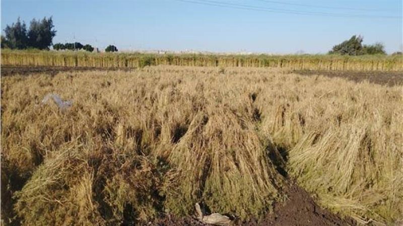 حصاد الكمون