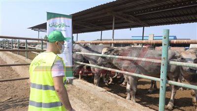 انطلاق حملة صكوك الأضاحي 2024 بكفر الشيخ