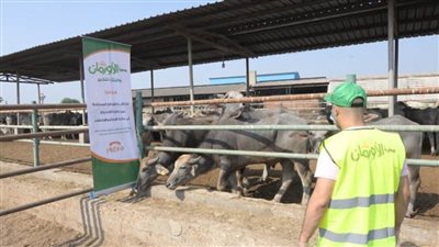 انطلاق حملة صكوك الأضاحي 2024 بالتعاون بين الأورمان والتضامن بأسوان