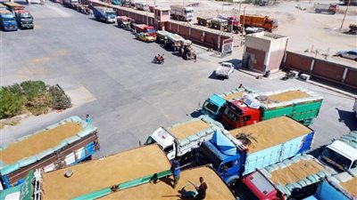 سوهاج: توريد 58 ألفًا و685 طن قمح للشون والصوامع منذ بدء الموسم