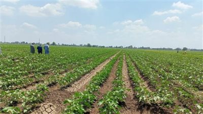 الزراعة: 46 % زيادة في المساحة المزروعة بالقطن 