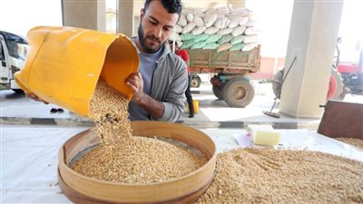 حصاد 34 ألف فدان وتوريد 76179 طن قمح لشون وصوامع القليوبية 
