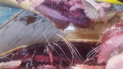 لجان تفتيشية لـ