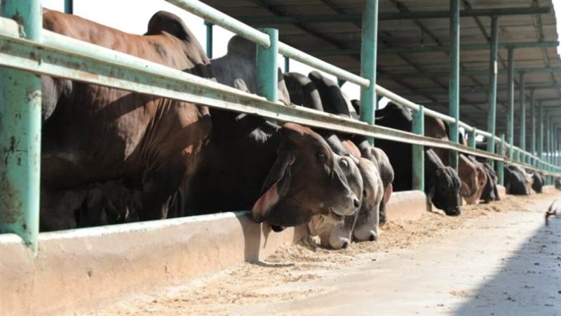 مصر الخير تطلق حملة