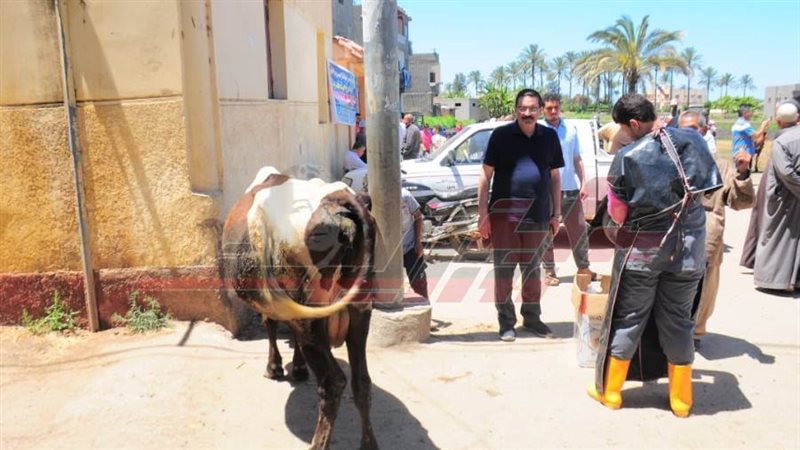 القوافل البيطرية