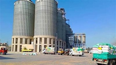 توريد ما يزيد على ٦٥٢٦٥ طن قمح بالإسكندرية 