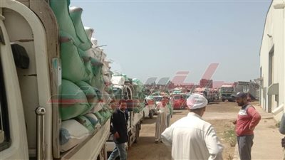 مواقع التخزين تستقبل 184669 طنا و22 كيلو قمح بكفر الشيخ